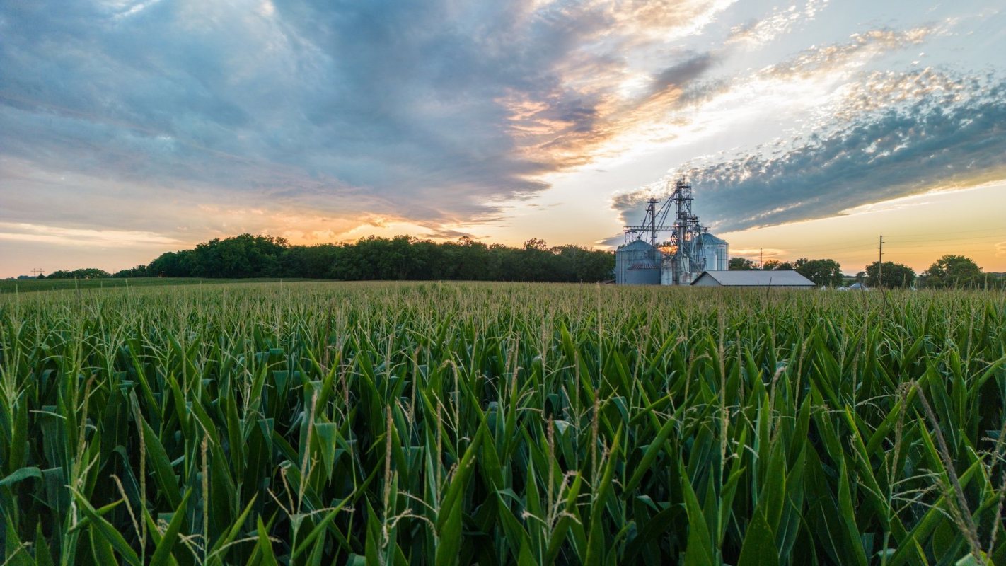 Researchers have discovered that nanoscale applications of selenium can help rice grow stronger and more nutritious while using less fertilizer.