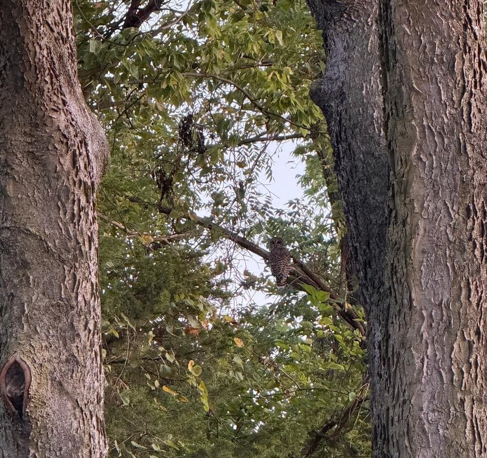 One Redditor shared a video of a barred owl perched in their yard, asking how to get it to come back.