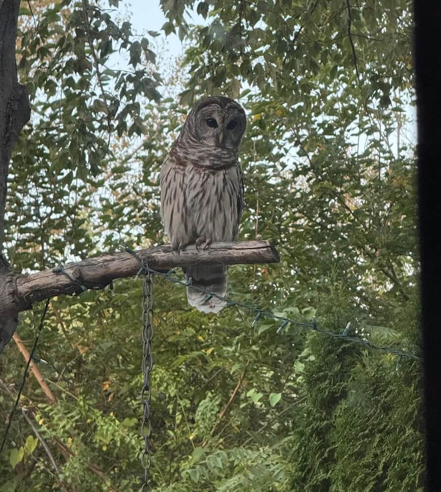 One Redditor shared a video of a barred owl perched in their yard, asking how to get it to come back.