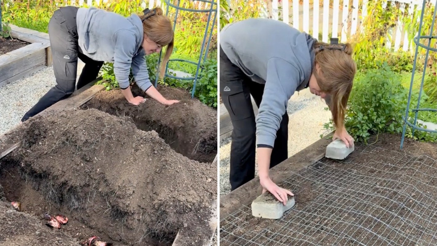 Lappini buries whole, raw fish heads in the soil where her vegetable garden will be planted next year.