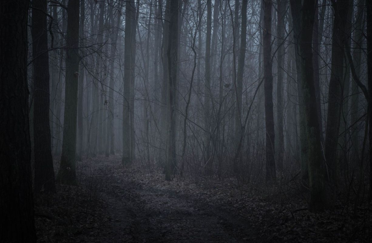 Authorities in Indonesia have pulled the plug on a sprawling illegal logging operation in the Mentawai Islands.