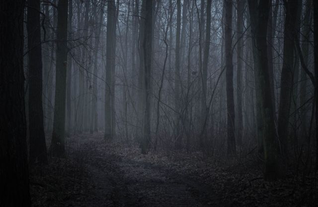 Authorities in Indonesia have pulled the plug on a sprawling illegal logging operation in the Mentawai Islands.