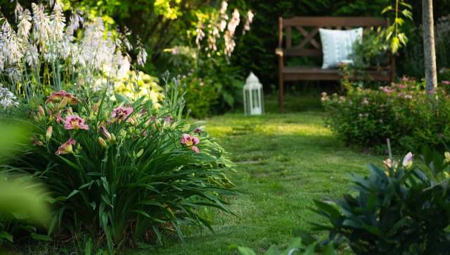 One TikTok user's video of two foxes lounging and cuddling in their backyard reveals how wildlife can adapt to human spaces.