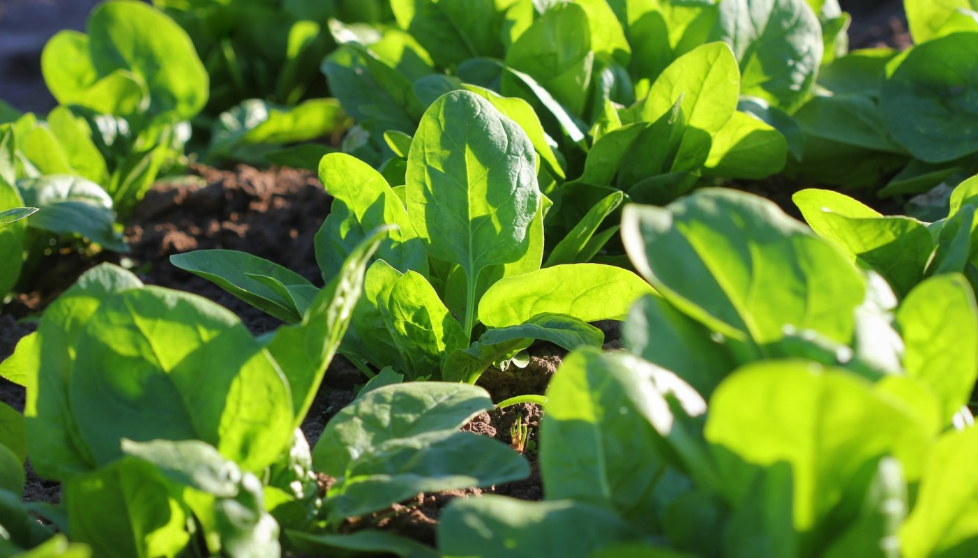 Finding a frog in your garden is a cute surprise but also a sign of a healthy ecosystem.
