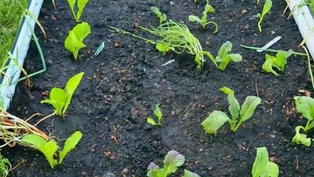 One gardener shared how she uses companion planting to keep pests away from her mustard greens.