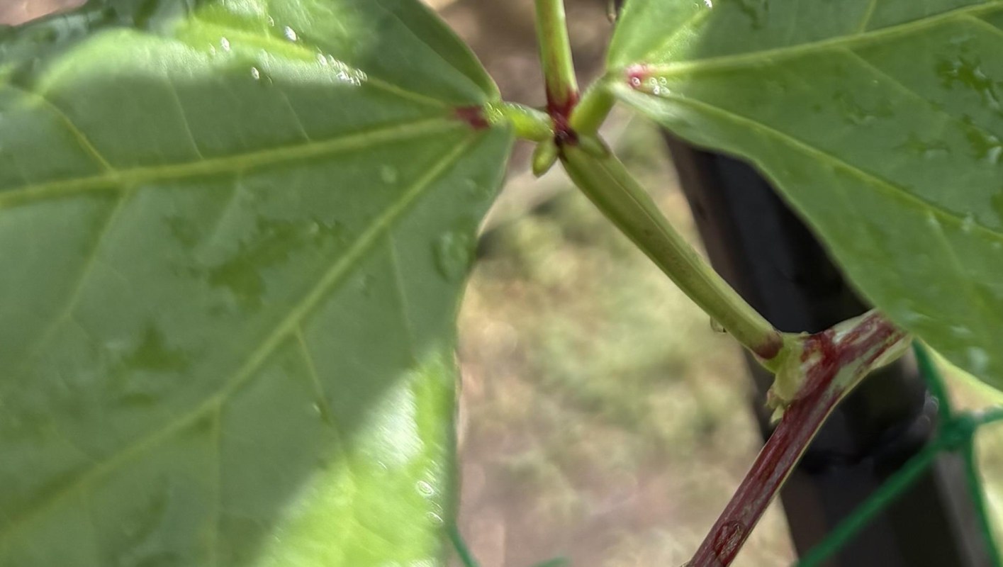 One gardener got a surprise visit from a harmless garden snake.