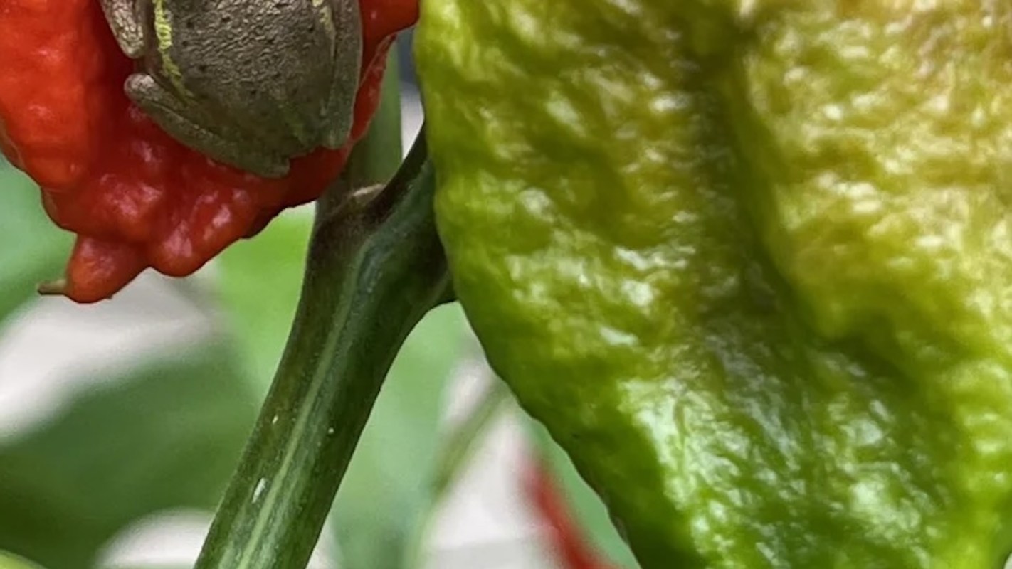 One Redditor was astonished when they realized a tree frog was hiding on a ghost pepper they were harvesting.