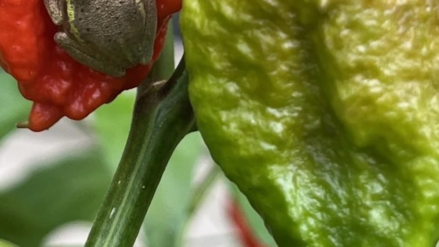 One Redditor was astonished when they realized a tree frog was hiding on a ghost pepper they were harvesting.