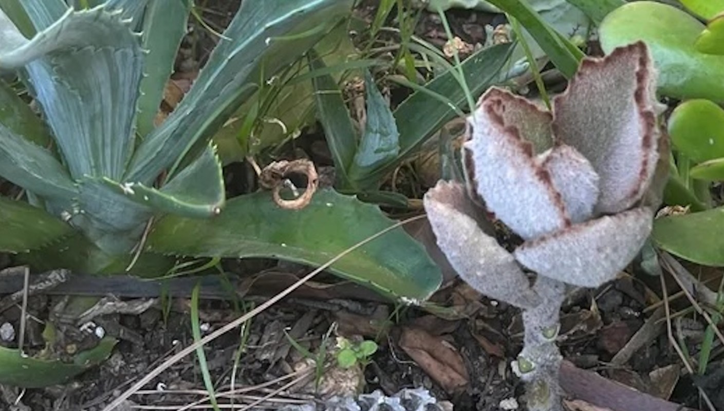 One gardener shared how they transformed their yard into a vibrant native garden, encouraging others to do the same.