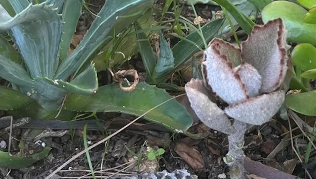 One gardener shared how they transformed their yard into a vibrant native garden, encouraging others to do the same.