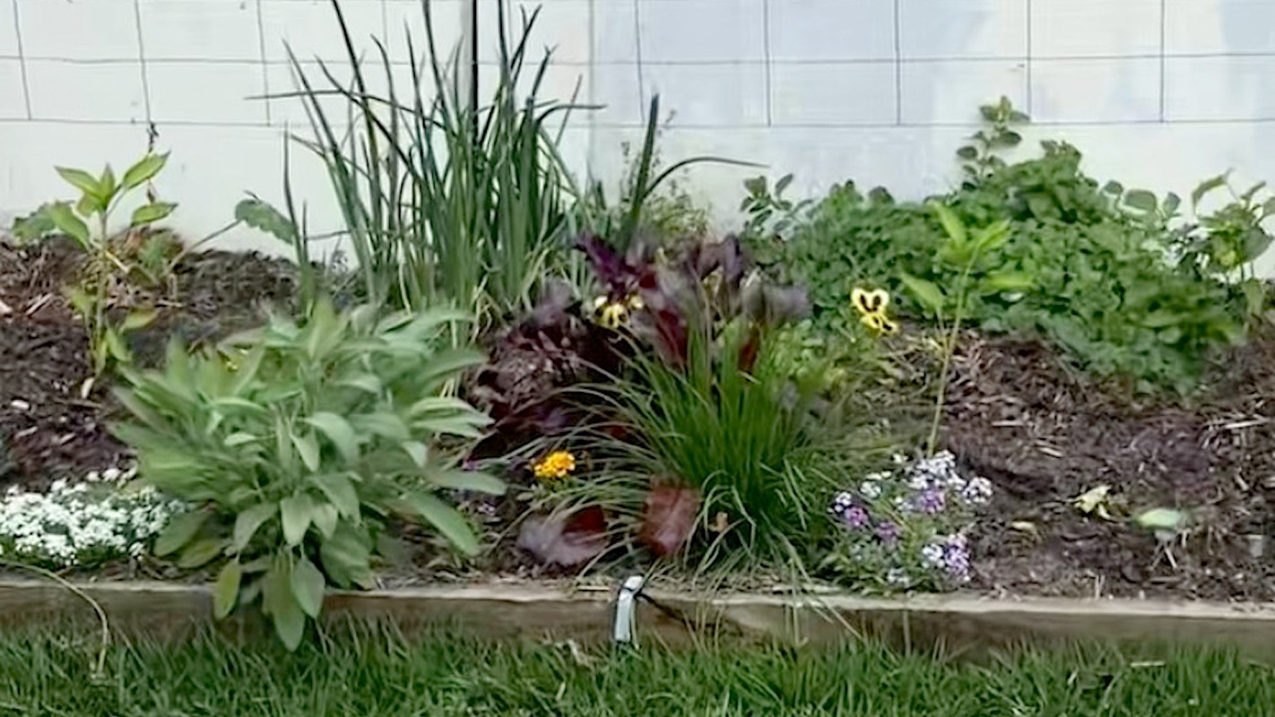 An Australian gardener got a welcome surprise while checking on her newly planted spring garden, finding a blue-tongued skink hanging out among the plants.