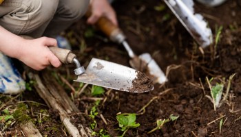 One TikTok user shared a simple way to ensure you always have fresh garlic on hand.