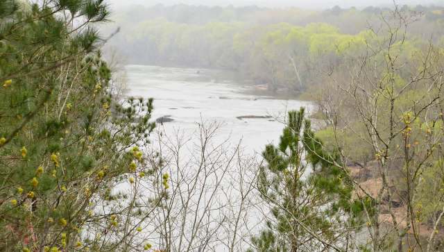 Researchers have found a new cause for the formation of ghost forests — and it's not just climate change.