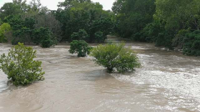 Fish populations in a region of Texas are recovering well following serious floods, but the threat of an invasive plant — giant reed — is growing.