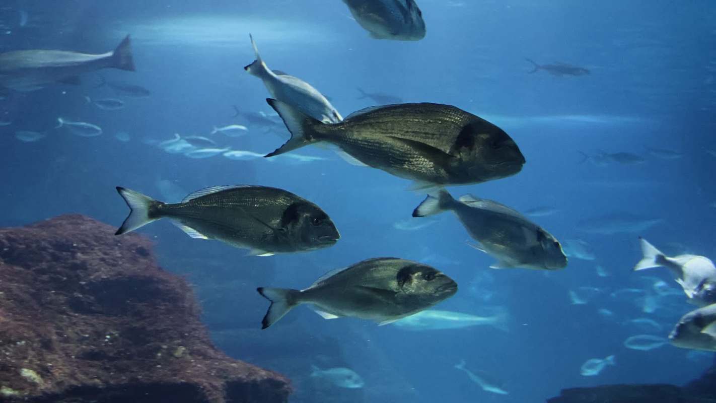 Scientists studying the gilthead sea bream, a species widely farmed in Europe, discovered that even small doses of polystyrene microplastics can cause measurable genetic damage.