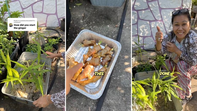One clever individual shared a smart method for propagating ginger at home, saving you money and ensuring you never run out.