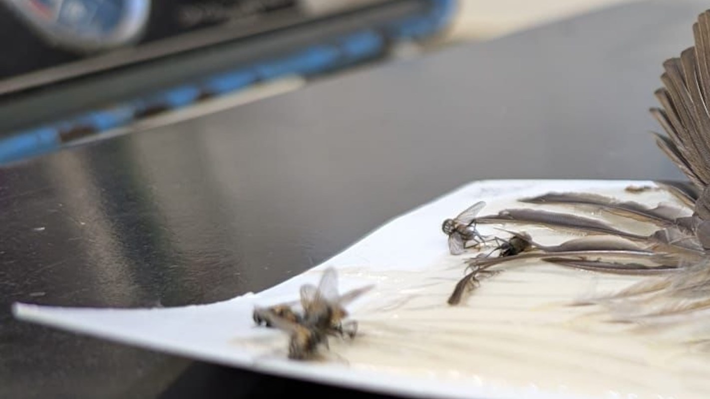 A recent change in U.K. law has prohibited the use of glue traps without a pest control license, the BBC reported.
