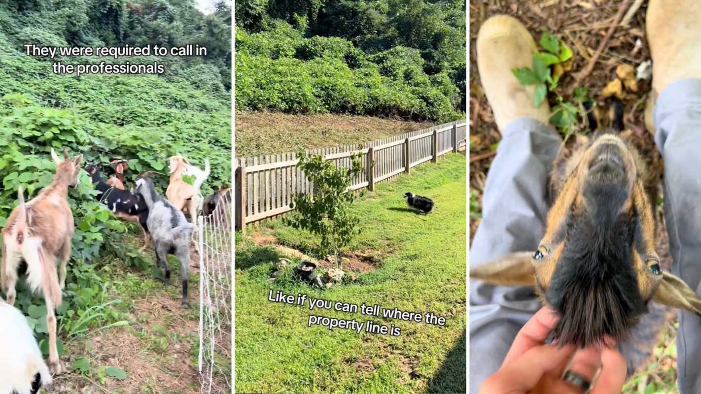 One homeowner's neighborhood was overrun by an aggressive and invasive kudzu plant — until he enlisted the help of Goat Grazers.
