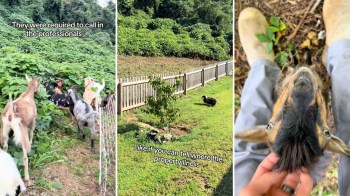 One homeowner's neighborhood was overrun by an aggressive and invasive kudzu plant — until he enlisted the help of Goat Grazers.