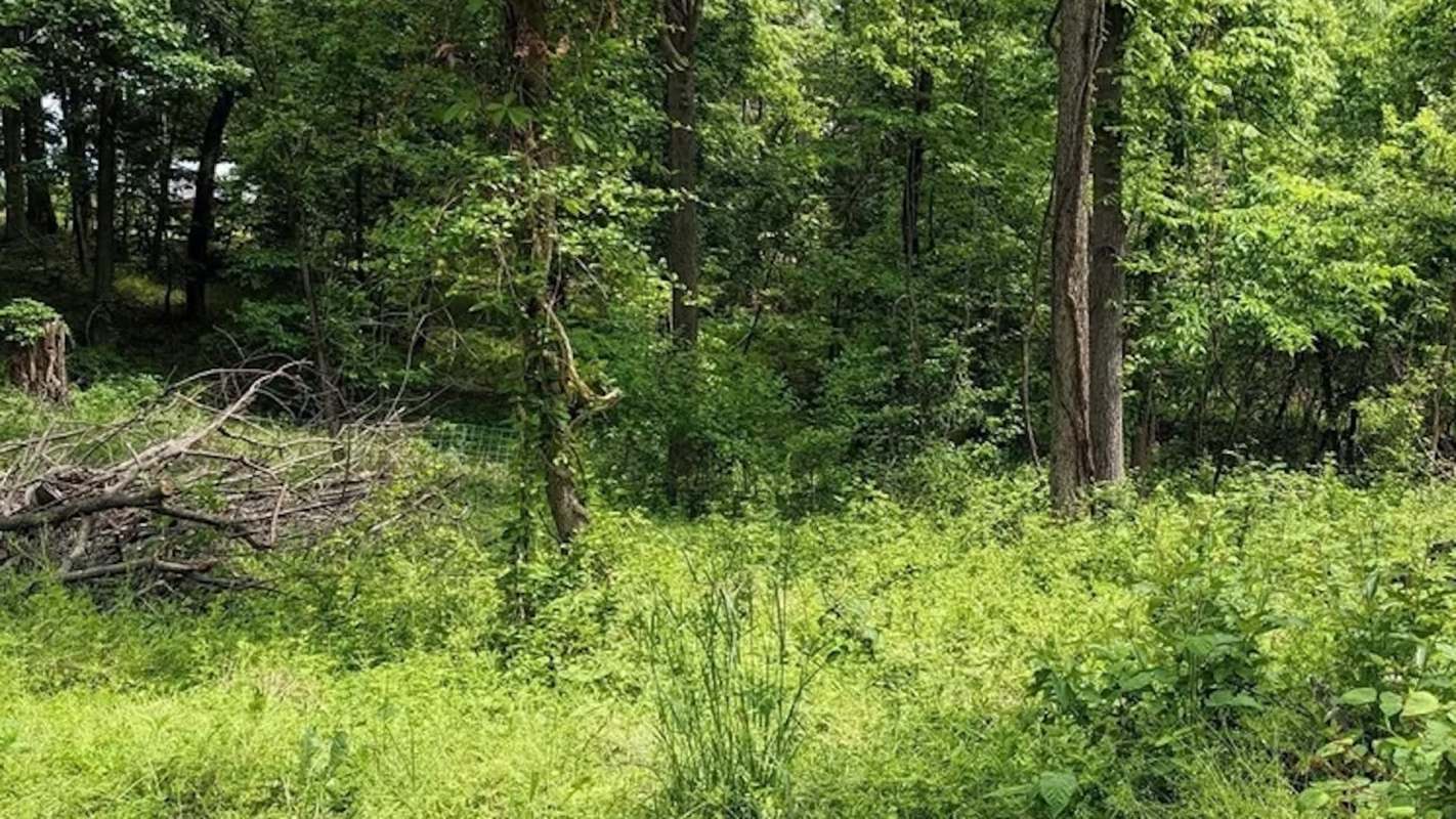 One Redditor shared the incredible results of using goats for land clearing.