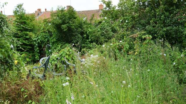 Goat lawnmowing is an innovative and adorable way to get your lawn together.