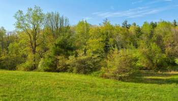 Goatscaping is an eco-friendly way to clear overgrown areas without relying on heavy machinery or toxic herbicides.