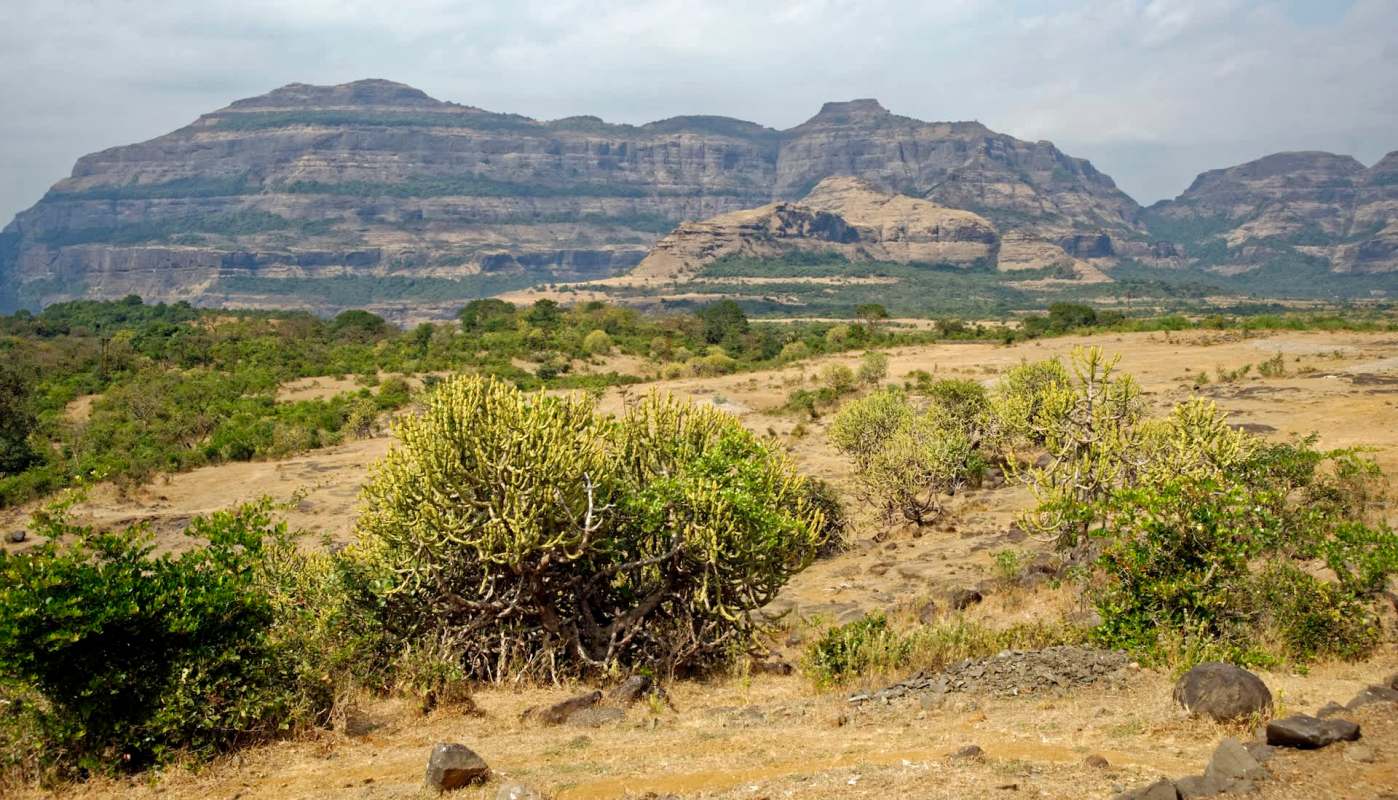 Grape production is taking a hit in India thanks to excessive rainfall, and it's a bad sign for the global wine industry.