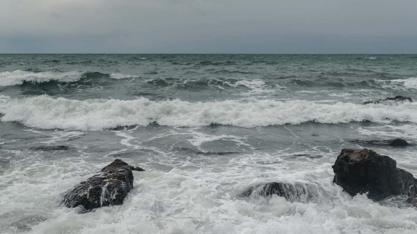 The Baltic gray seal is vulnerable to the negative impacts of rising temperatures and pollution, so Lithuania is working to protect them.