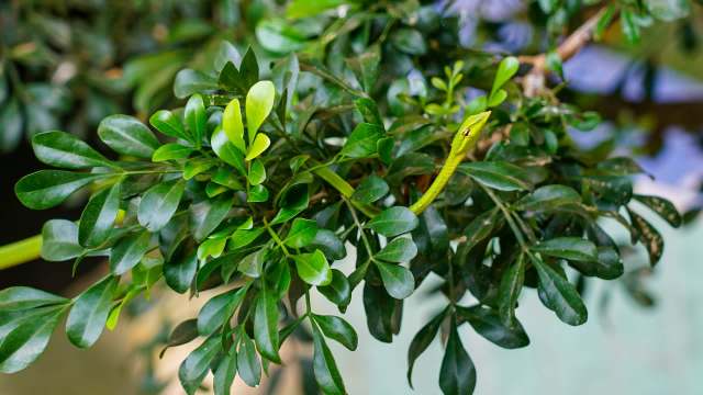 Wildlife officials were called to a forested section of a mining site in Brazil to identify seven green vine snakes found within the land clearing.