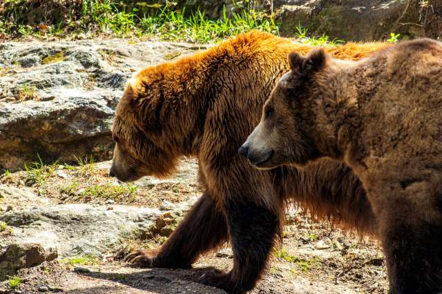 Multiple hunters in Montana narrowly escaped dangerous encounters with grizzly bears.