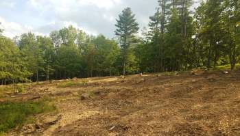 A federal judge stopped a logging project because it imperiled threatened grizzly bears in Montana.