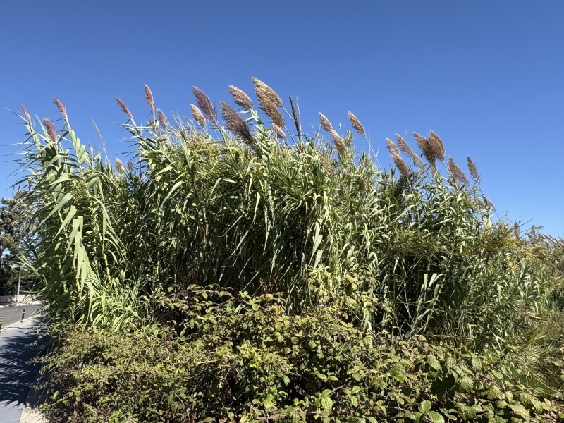 One Redditor was growing the invasive plant Arundo donax but didn't know it — here's how to identify and remove it.