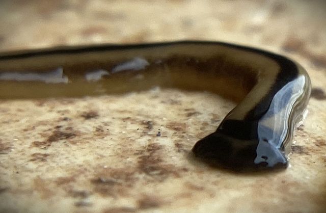 After heavy rainfall, North Texas residents have noticed an increasing number of hammerhead worms, which one local described as “demonic.”