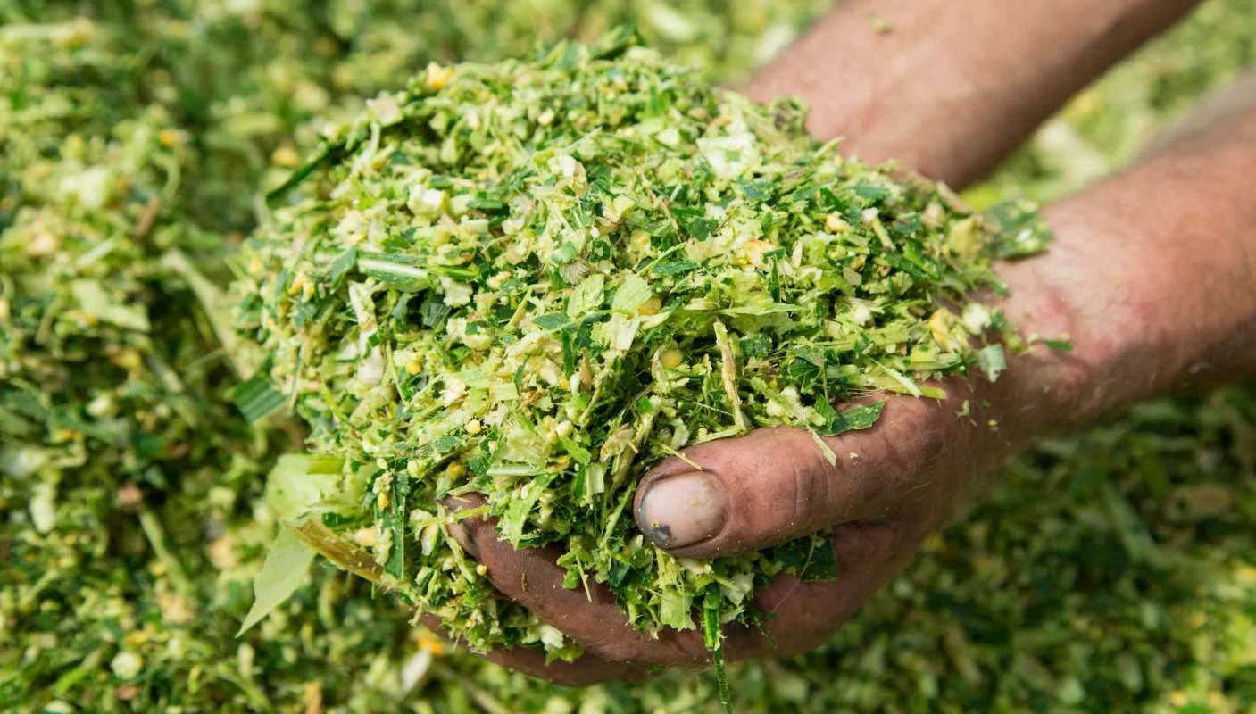 Farmers are using harvested forage to feed cows during a brutal Midwest drought.