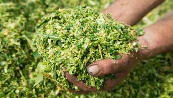 Farmers are using harvested forage to feed cows during a brutal Midwest drought.