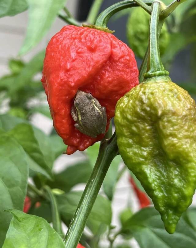 One Redditor was astonished when they realized a tree frog was hiding on a ghost pepper they were harvesting.