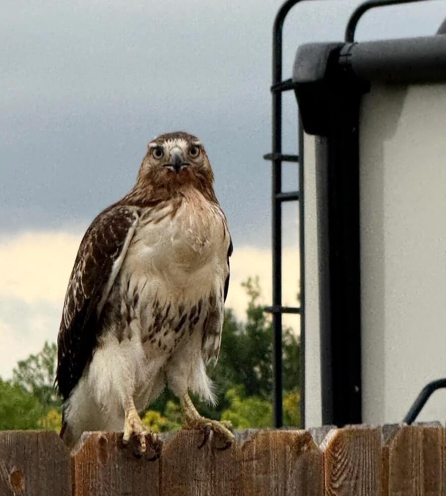 Homeowners were shocked after witnessing the hawk's aura of a neighborhood interloper.