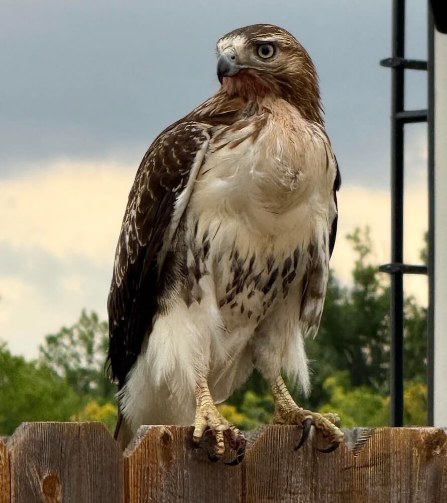 Homeowners were shocked after witnessing the hawk's aura of a neighborhood interloper.