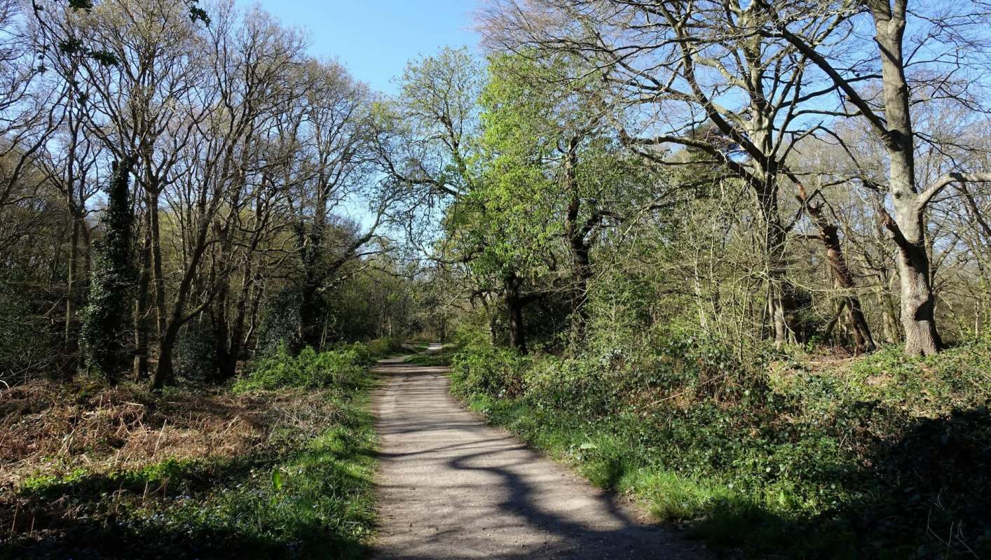 Hedgehogs are popular critters because of their prickly adorableness, and one wood in North London has had a combeback of the species in recent years.
