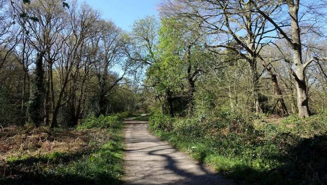Hedgehogs are popular critters because of their prickly adorableness, and one wood in North London has had a combeback of the species in recent years.