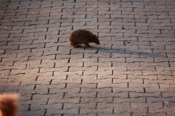 The German Animal Welfare Federation has officially classified hedgehogs as "potentially endangered," citing rapid population declines across Europe.