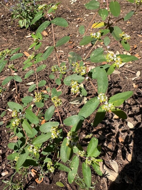One Redditor asked for help identifying Carolina snailseed — a notorious weed — after finding it in their yard.