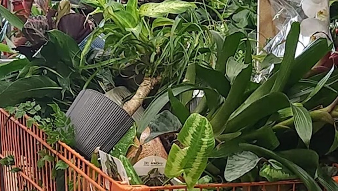 One Reddit user shared the story of their frustration with Home Depot plant waste, where they were prevented from buying discounted items.