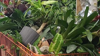 One Reddit user shared the story of their frustration with Home Depot plant waste, where they were prevented from buying discounted items.