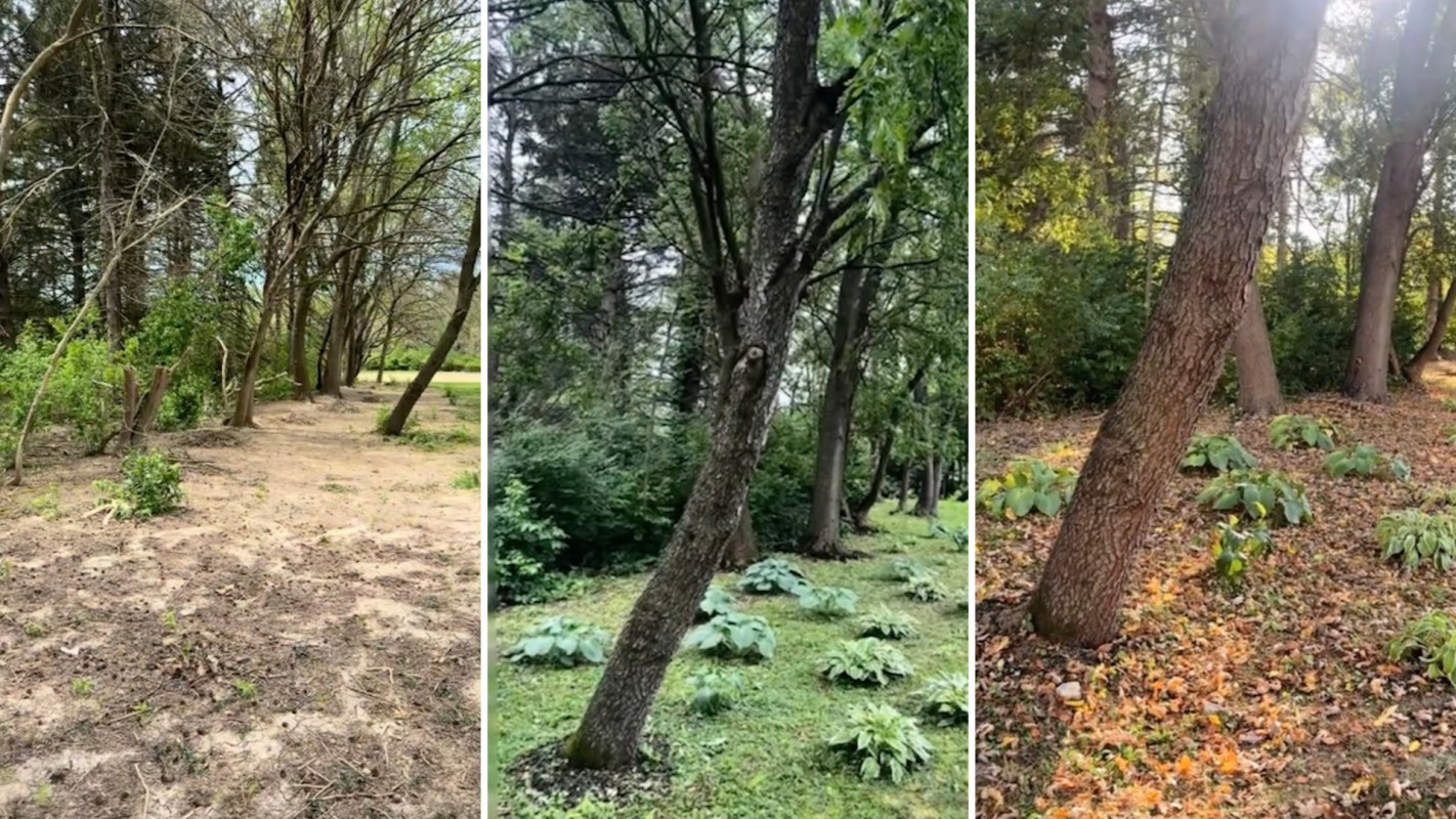 A mother recently finished doing a hefty amount of yard work, removing invasive honeysuckle from her yard.