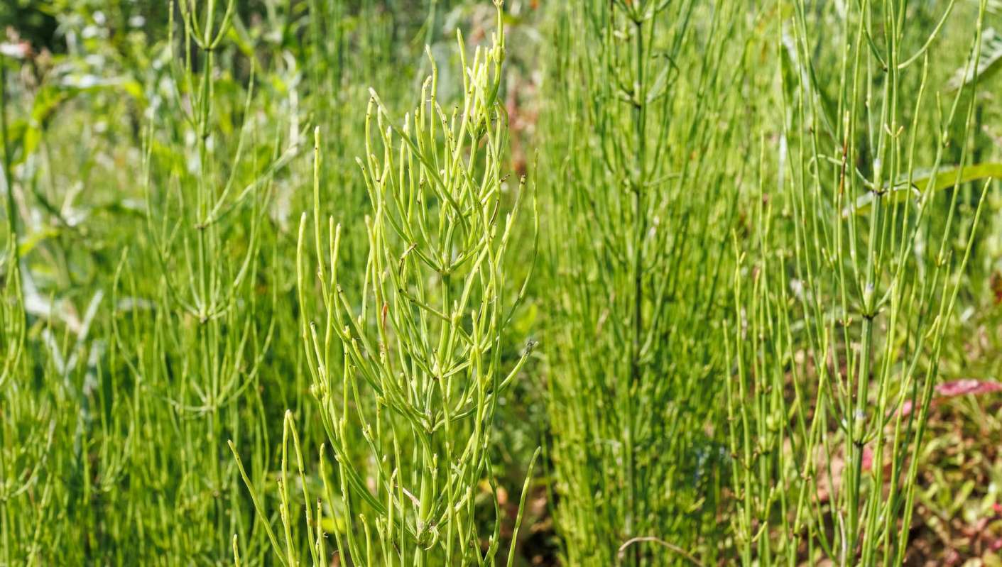 One Reddit user reached out for advice on how to get rid of horsetail in their garden.