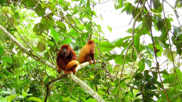 A new study revealed the presence of microplastics in the stomachs of howler monkeys living in a protected area of the Brazilian Amazon.