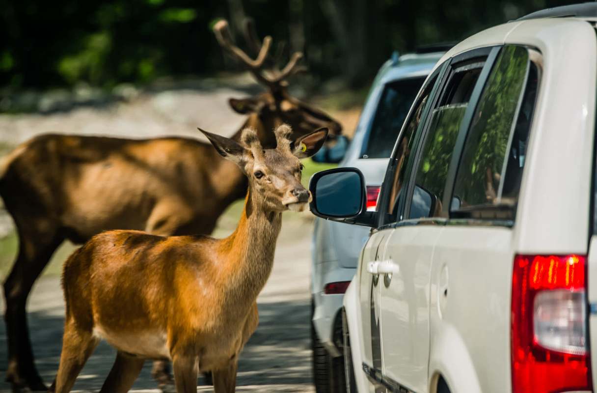 Officials in Karnataka have reported a sharp increase in attacks by tigers, elephants, and other wild animals in recent years.