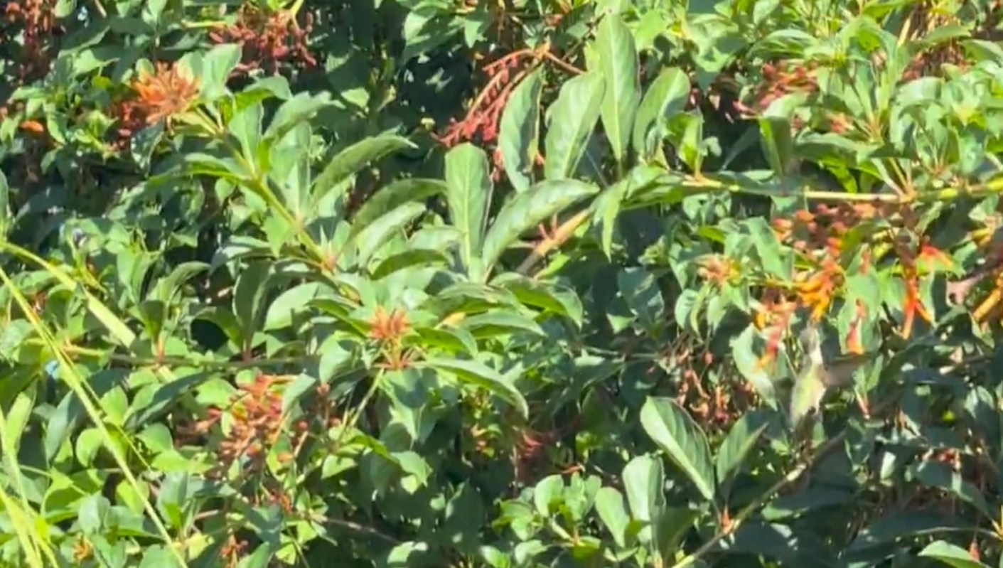 One Reddit user showcased how pollinator gardens can attract amazing wildlife.