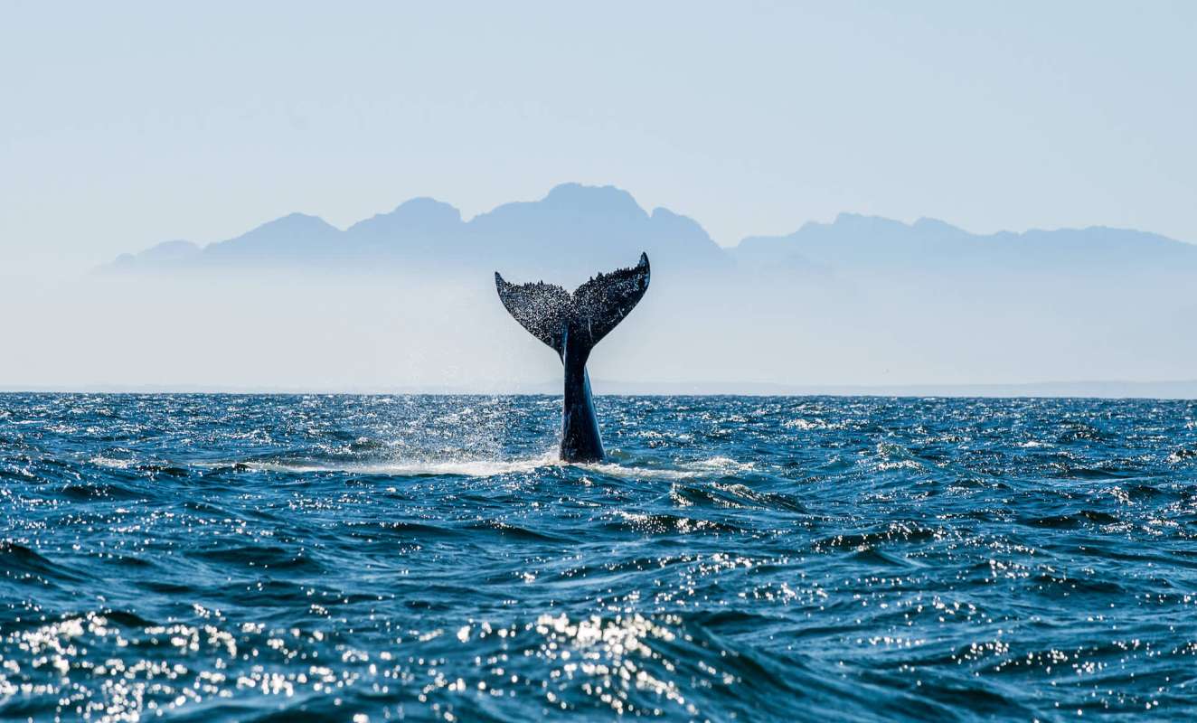 Australia's "humpback comeback" has resulted in a thriving whale-watching tourism industry.